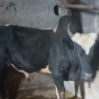 ورزا|حیوانات مزرعه|احمدسرگوراب, |دیوار