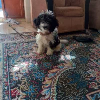 یک سگ پاه کوتاه