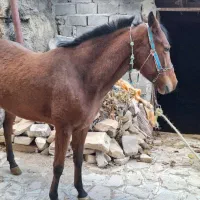 اسب  ترکمن|اسب و تجهیزات اسب‌سواری|بجنورد, |دیوار