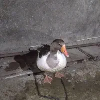 غاز ماده وعروس هلندی ماده