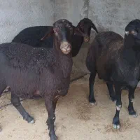 ۳۲ راس گوسفند جوان قره قزل اصیل