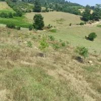 فروش باغ گردو 10500متر|فروش دفتر صنعتی، کشاورزی، تجاری|پل سفید, |دیوار