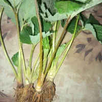 نهال سابرینا دانسته نهال ضمانتی