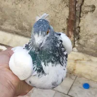فروش یک عدد کبوتر ماده کله دم سبز