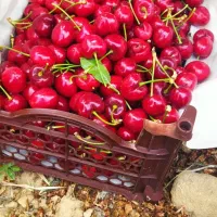 اجاره میوه سر درخت|خدمات باغبانی و درختکاری|باشت, |دیوار