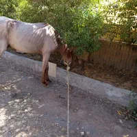 اسب ترکمن شجره دار دم گیر پرخون|اسب و تجهیزات اسب‌سواری|همایجان, |دیوار