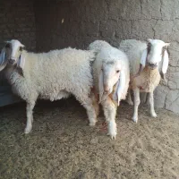 یک بره نر یک بره ماده یک میش|حیوانات مزرعه|کرباسک, |دیوار