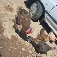 بوقلمون