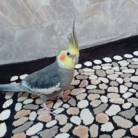 عروس هلندی گمشده محدوده خیابان نصیری