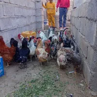 تخممرغ نطفه دار گلین|حیوانات مزرعه|زرند, |دیوار