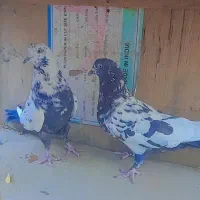 سلام پنج عدد کبوتر سالم سرحال به فروش میرسد