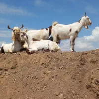 بز شیراوکولار آبستن