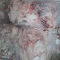 شهله گوساله سرخ