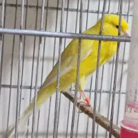پرنده