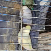 فنچ مرغ  ع ش ق|پرنده|صدرا-فارس, فاز ۲|دیوار