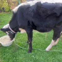 گاو هلشتاین|حیوانات مزرعه|لولمان, |دیوار