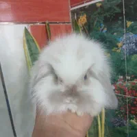 بچه خرگوش لوپ اصل