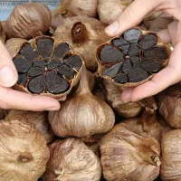 سیر سیاه فرآوری شده دکتر بیز|آرایشی، بهداشتی، درمانی|تهران, علم و صنعت|دیوار