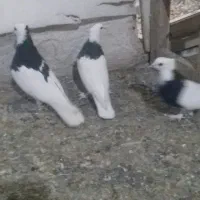 زیبا|پرنده|قم, چهار مردان|دیوار