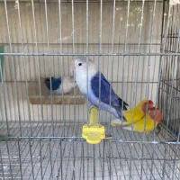 مرغ عشق عروس هلندی کوتوله|پرنده|باخزر, |دیوار