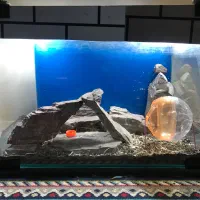 آکواریوم با همستر