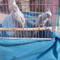 پرنده طوطی عروس|پرنده|آغاجاری, |دیوار