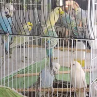 مرغ عشق رینبو