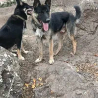 سگ ژرمن شپرد