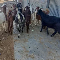 10راس بزجوان|حیوانات مزرعه|گنبد کاووس, |دیوار