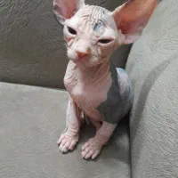 واگذاری گربه