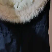 کاپشن دخترانه زنانه|لباس|ماکو, |دیوار