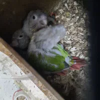 طوطی جوجه گریچیک|پرنده|بیرجند, |دیوار