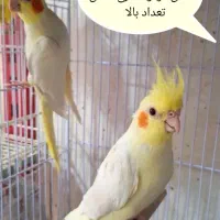 خرید و فروش انوان پرنده به صورت تعداد تصویه در محل