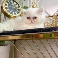 گربه اسکاتیش لانگ هیر