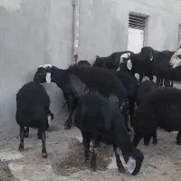 بره قوچ