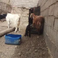 بزفروشی