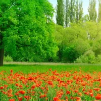 فروش زمین کشاورزی و  زمین حیاط ویلایی