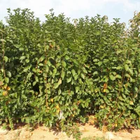 نهالستان سبز    صفوی|خدمات باغبانی و درختکاری|تسوج, |دیوار