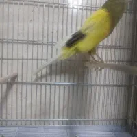 قناری رسمی بلند نرو ماده|پرنده|اندیشه, اندیشه فاز ۱|دیوار