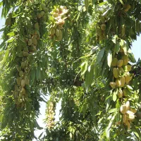 نهالستان گردو و بادام.دیرگل و اقتصادی پالیز.|خدمات باغبانی و درختکاری|بردسکن, |دیوار