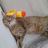 گربه مادهdsh|گربه|رودهن, |دیوار