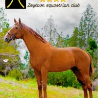 مجتمع سوارکاری و پرورش اسب زیتون