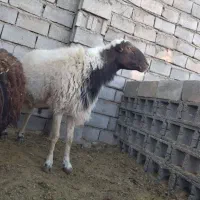 قوچ تیز ران|حیوانات مزرعه|سبزوار, صالح آباد|دیوار