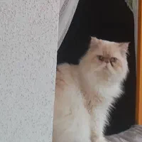 گربه نر|گربه|رشت, سیا اسطلخ|دیوار