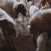 گوسفند میش وبره