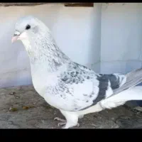 کبوتر ساده گم شده