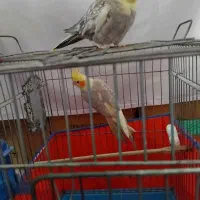 یه جفت عروس هلندی