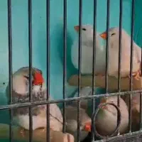 فنچ زبرا انگلیسی واروپایی وفنچ گلوبریده نرگسی|پرنده|قدس, شهر‌قدس|دیوار