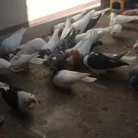 تعدادی رنگی و آلمانی مکس وسبز