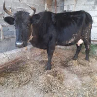 گاو شیرده هم آبستن ۳ماه|حیوانات مزرعه|قائمشهر, |دیوار